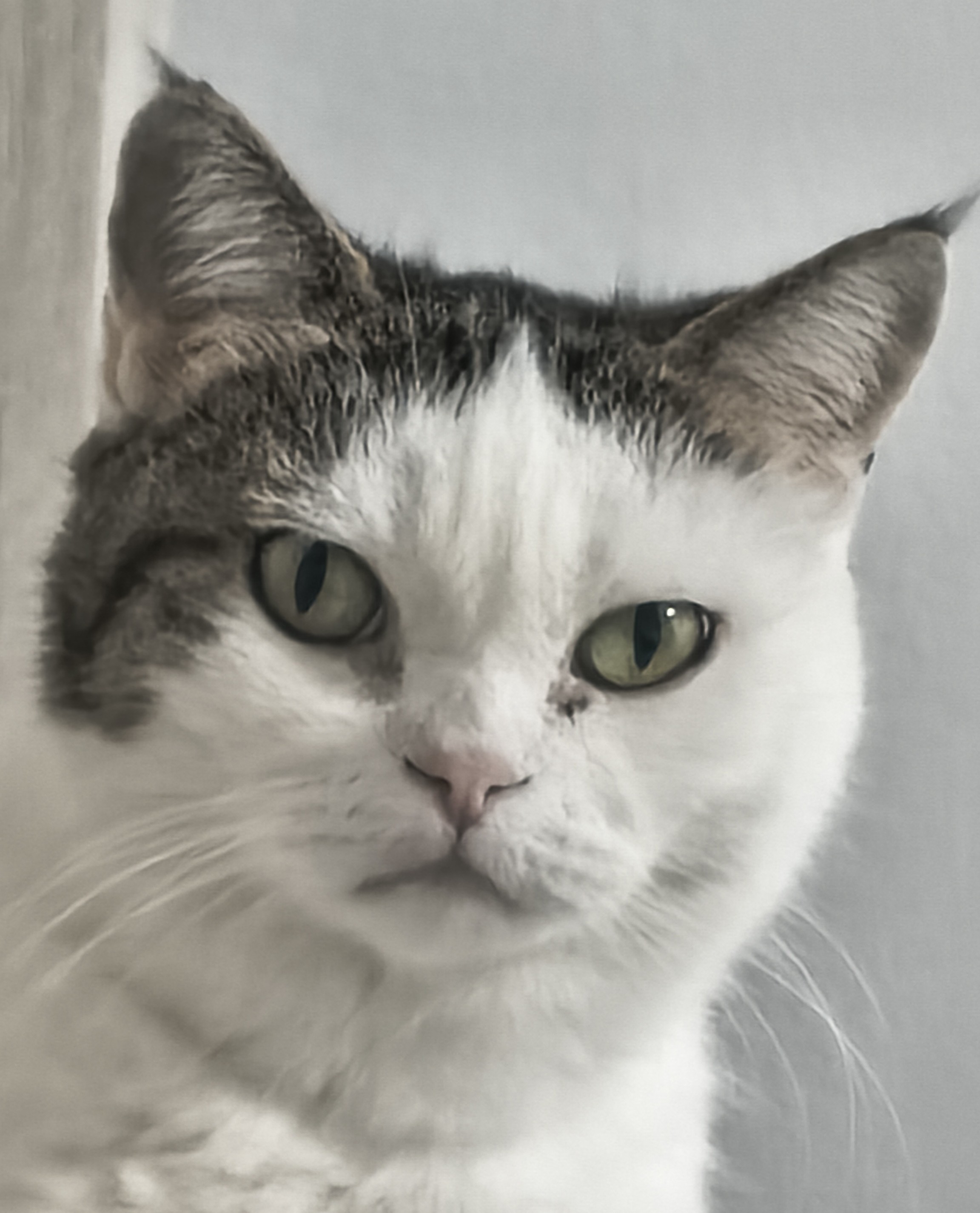 A disappointed cat