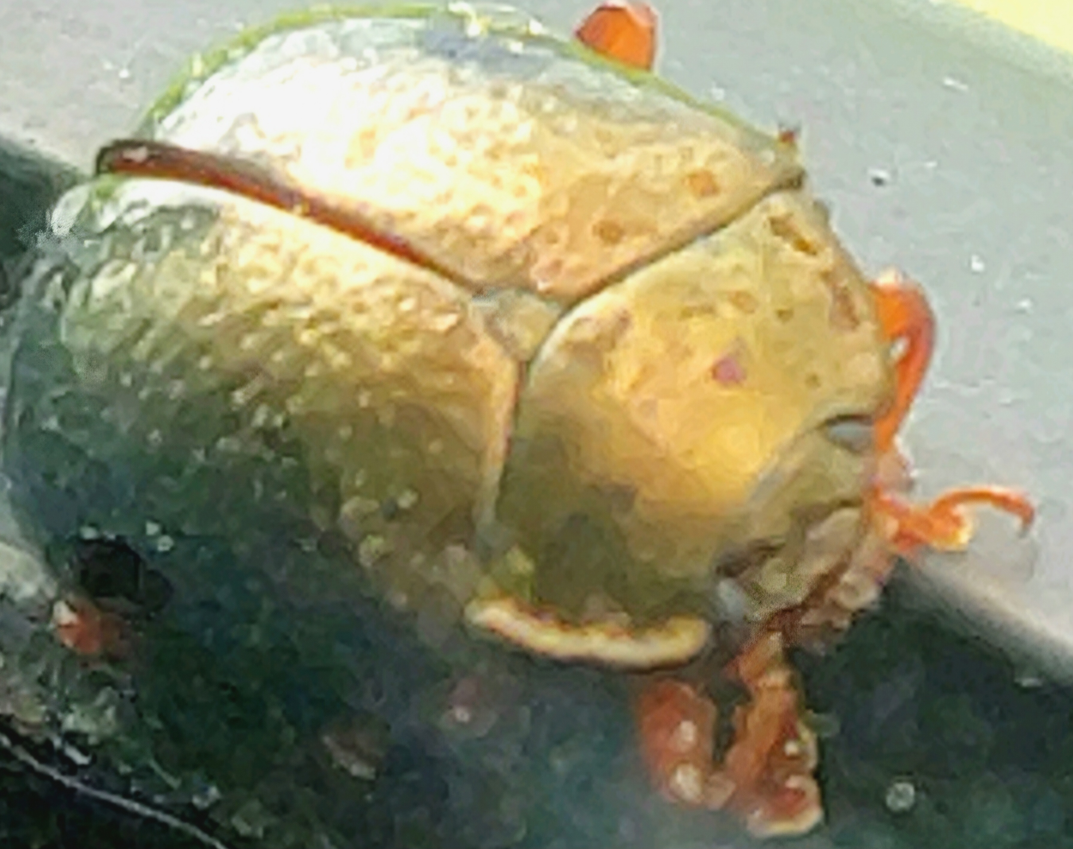 Close-up of a bug