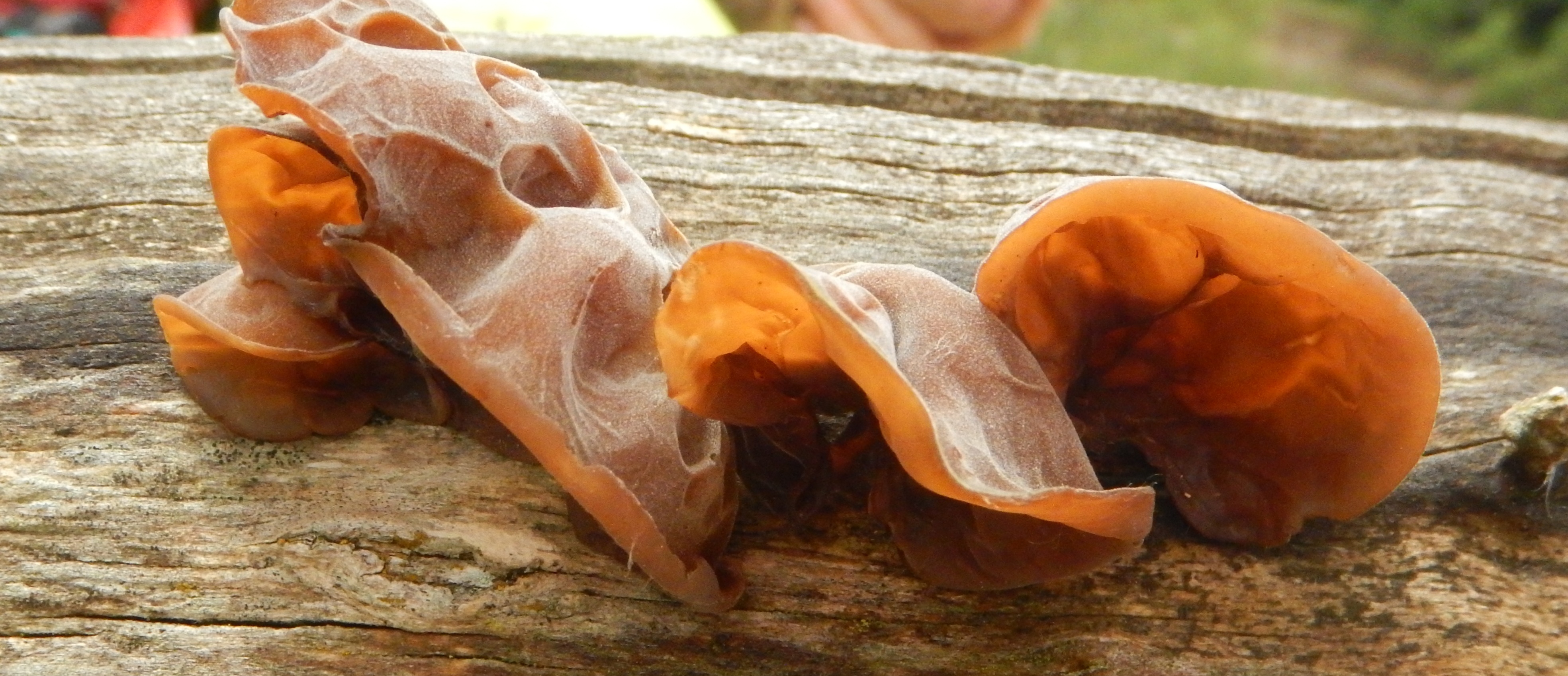 Mushroom growing on a wood log