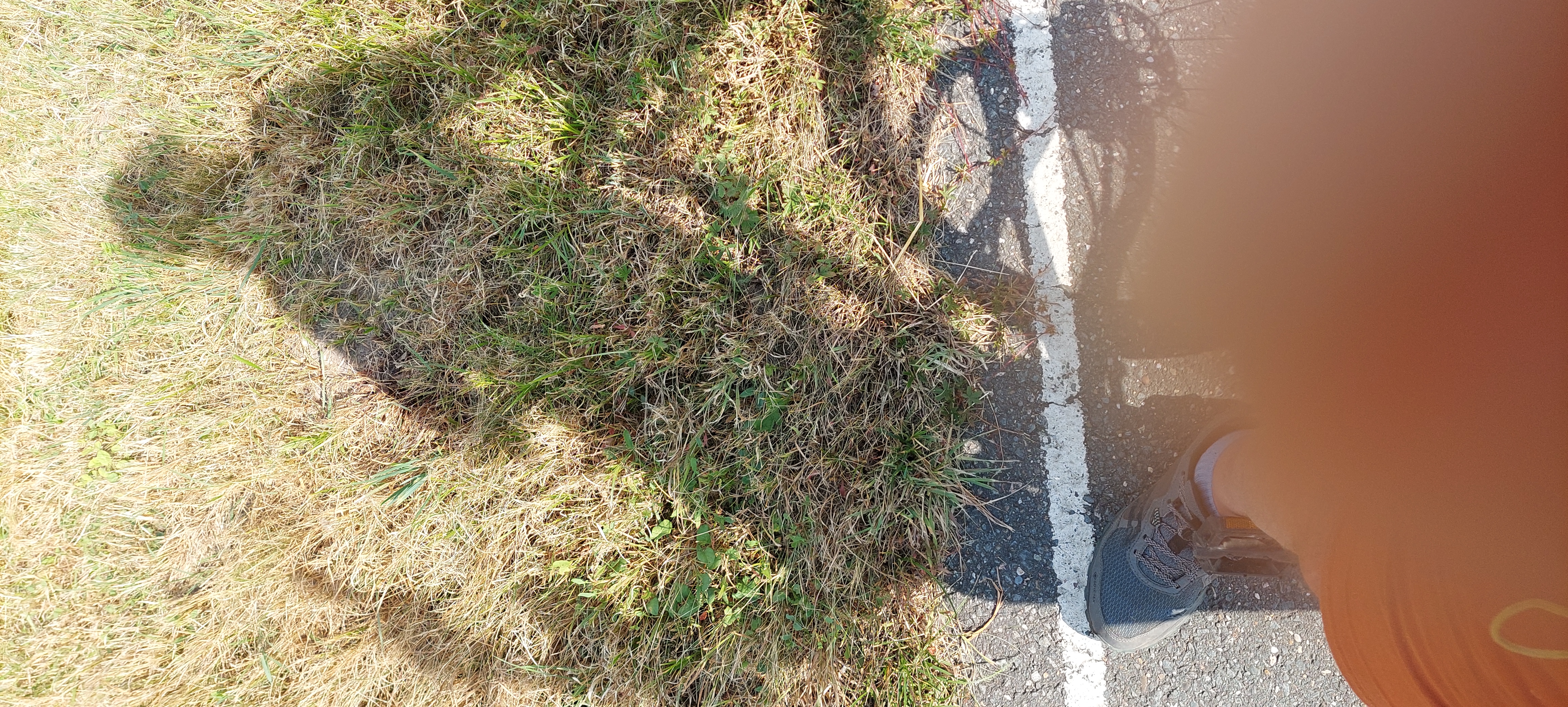 A shadow of a person leaning on their bicycle while taking a photo of it with their phone