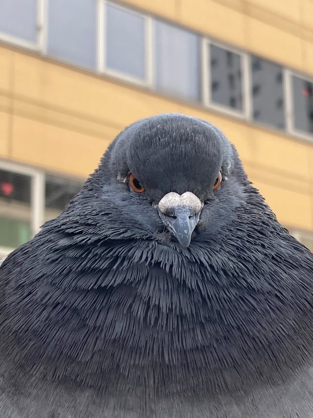 pigeon staring at you