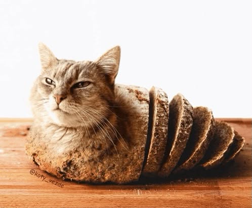 A cat loafing but the body is a loaf of bread