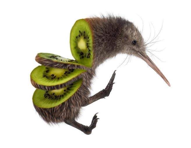 Kiwi bird except the body is also a kiwi fruit