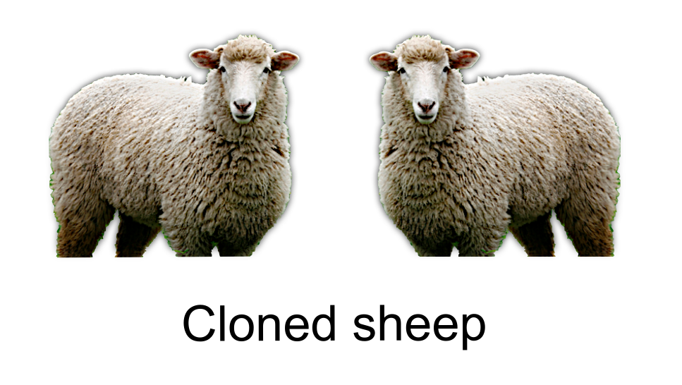 Two mirror sheeps with the caption "Cloned sheep"
